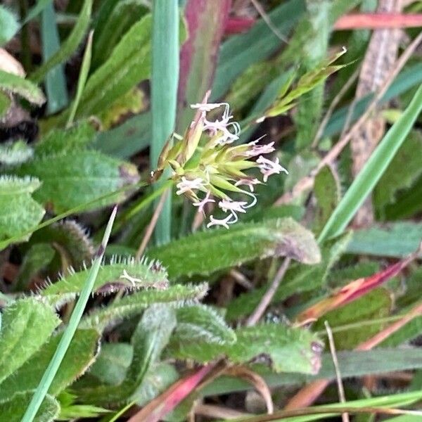 Annual vernalgrass (Anthoxanthum aristatum)