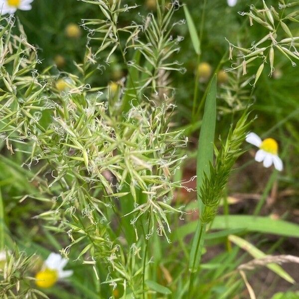 Annual vernalgrass (Anthoxanthum aristatum)