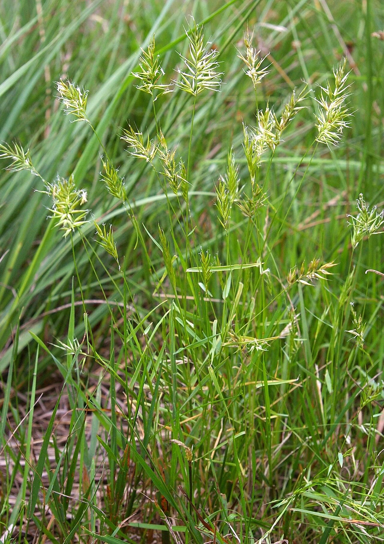 Annual vernalgrass: The grass Anthoxanthum aristatum .