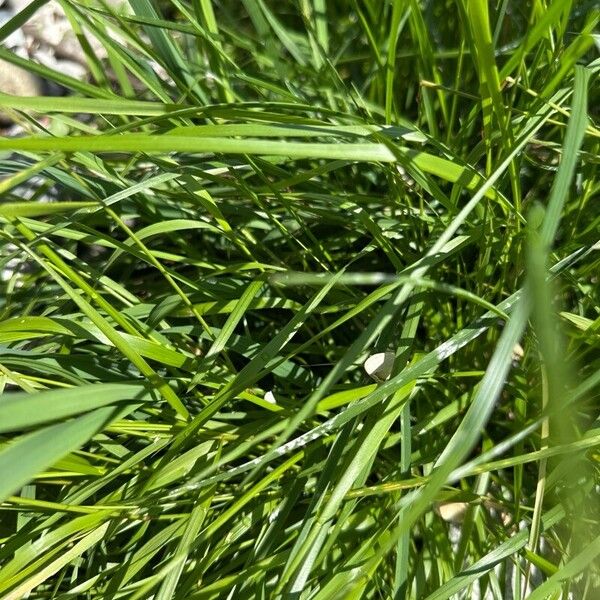 Sweetgrass (Anthoxanthum nitens)
