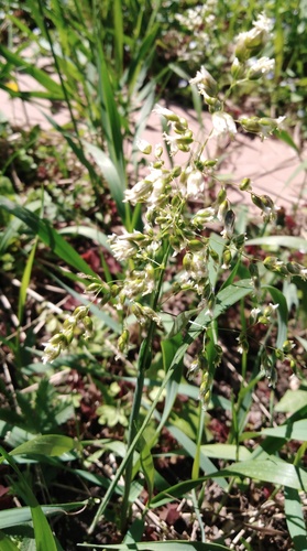 Sweetgrass (Anthoxanthum nitens)