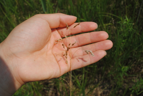 Sweetgrass (Anthoxanthum nitens)
