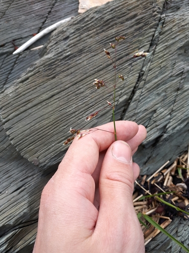 Sweetgrass (Anthoxanthum nitens)