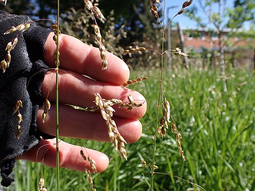 Sweetgrass: Sweetgrass cultivated as almost a lawn grass on the east edge of campus, Montana State University, Bozeman, Gallatin County, Montana. The basal leaves are long