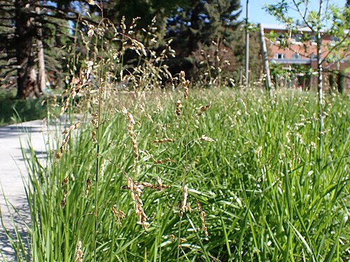 Sweetgrass: Sweetgrass cultivated as almost a lawn grass on the east edge of campus, Montana State University, Bozeman, Gallatin County, Montana. The basal leaves are long