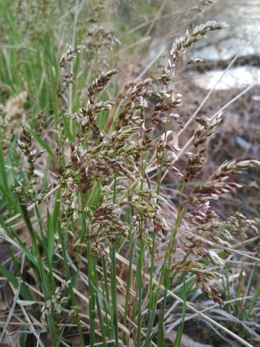 Sweetgrass (Anthoxanthum nitens)