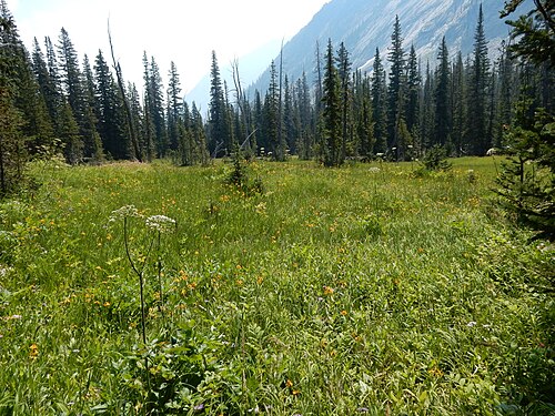 Sweetgrass: Sweetgrass is common in the major drainages of the Crazy Mountains and prefers open moist meadows where co-occurring species might include Angelica arguta, Arni