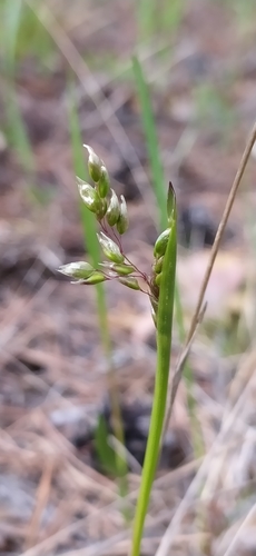 Sweetgrass (Anthoxanthum nitens)