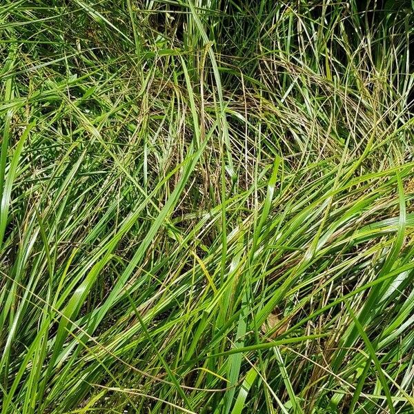 Sweetgrass (Anthoxanthum nitens)