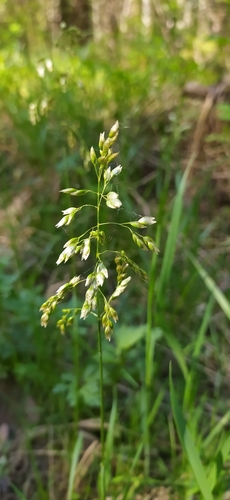Sweetgrass (Anthoxanthum nitens)