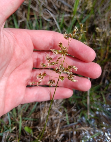 Sweetgrass (Anthoxanthum nitens)