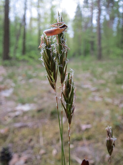 Sweet vernalgrass: Gewöhnliches Ruchgras ( Anthoxanthum odoratum ) in der Schwetzinger Hardt