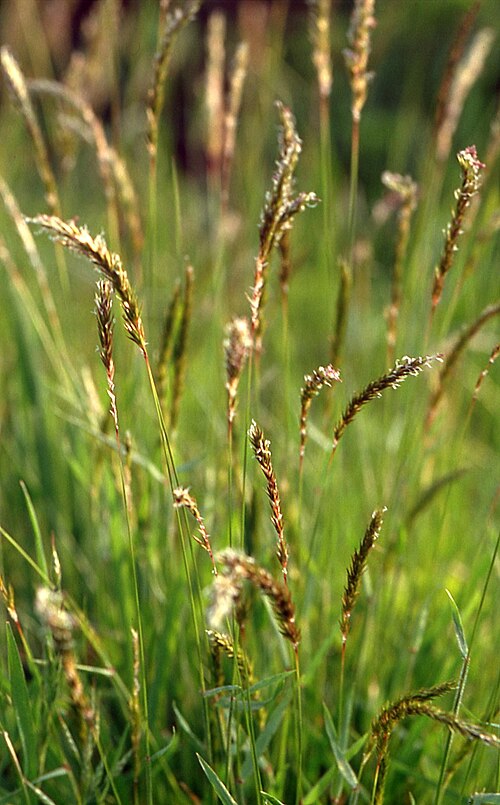 Sweet vernalgrass (Anthoxanthum odoratum)