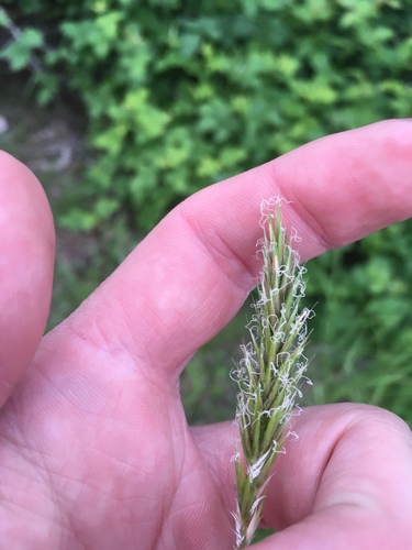 Sweet vernalgrass (Anthoxanthum odoratum)