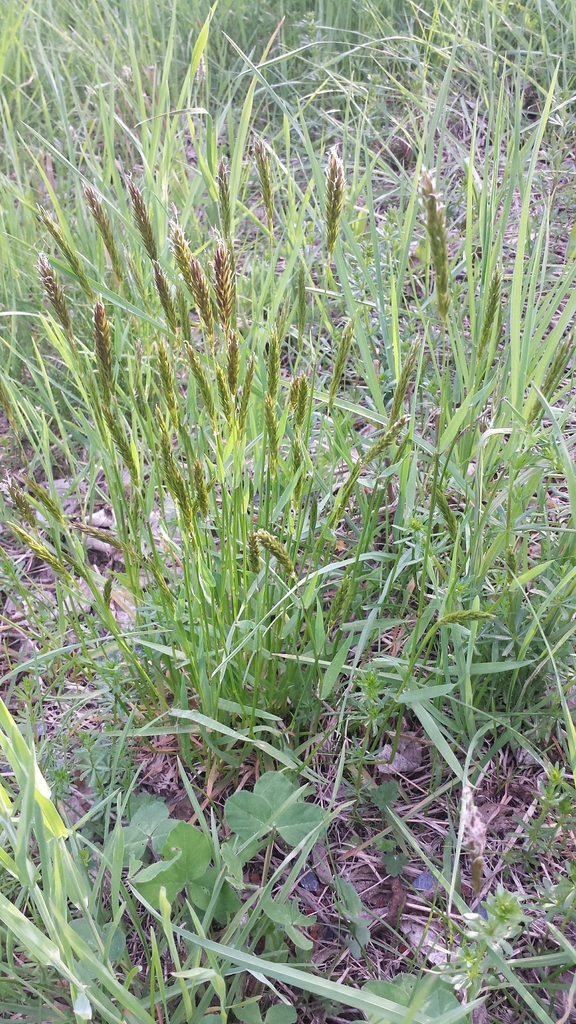 Sweet vernalgrass (Anthoxanthum odoratum)