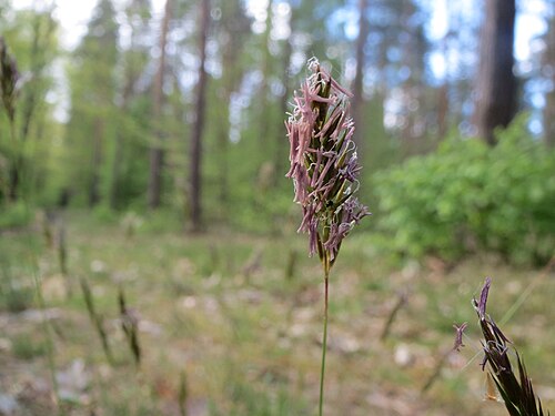 Sweet vernalgrass: Gewöhnliches Ruchgras ( Anthoxanthum odoratum ) in der Schwetzinger Hardt