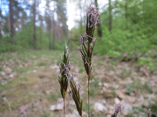 Sweet vernalgrass: Gewöhnliches Ruchgras ( Anthoxanthum odoratum ) in der Schwetzinger Hardt
