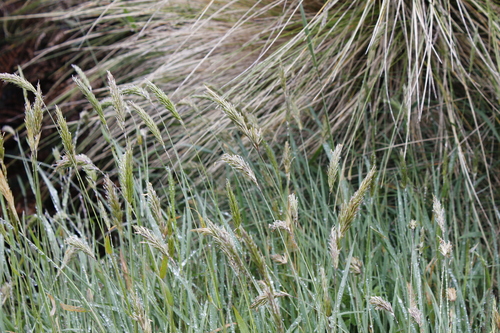 Sweet vernalgrass (Anthoxanthum odoratum)