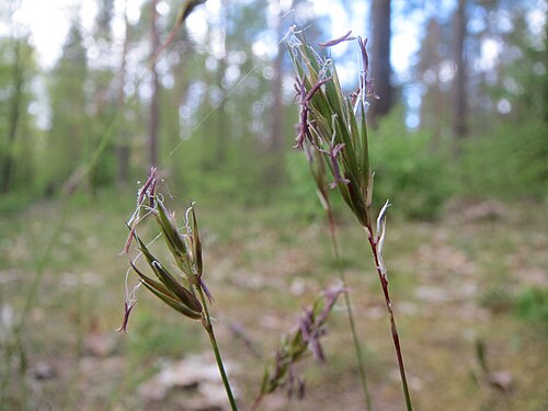 Sweet vernalgrass: Gewöhnliches Ruchgras ( Anthoxanthum odoratum ) in der Schwetzinger Hardt
