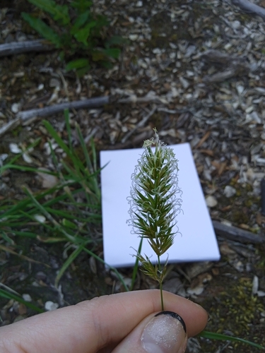 Sweet vernalgrass (Anthoxanthum odoratum)