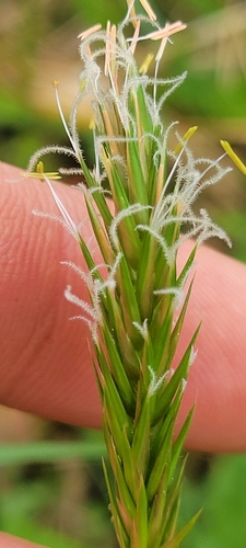 Sweet vernalgrass (Anthoxanthum odoratum)