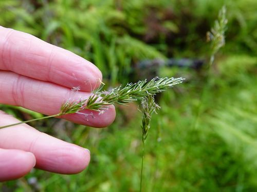 Sweet vernalgrass (Anthoxanthum odoratum)