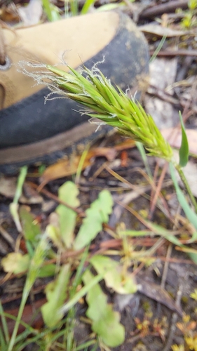 Sweet vernalgrass (Anthoxanthum odoratum)