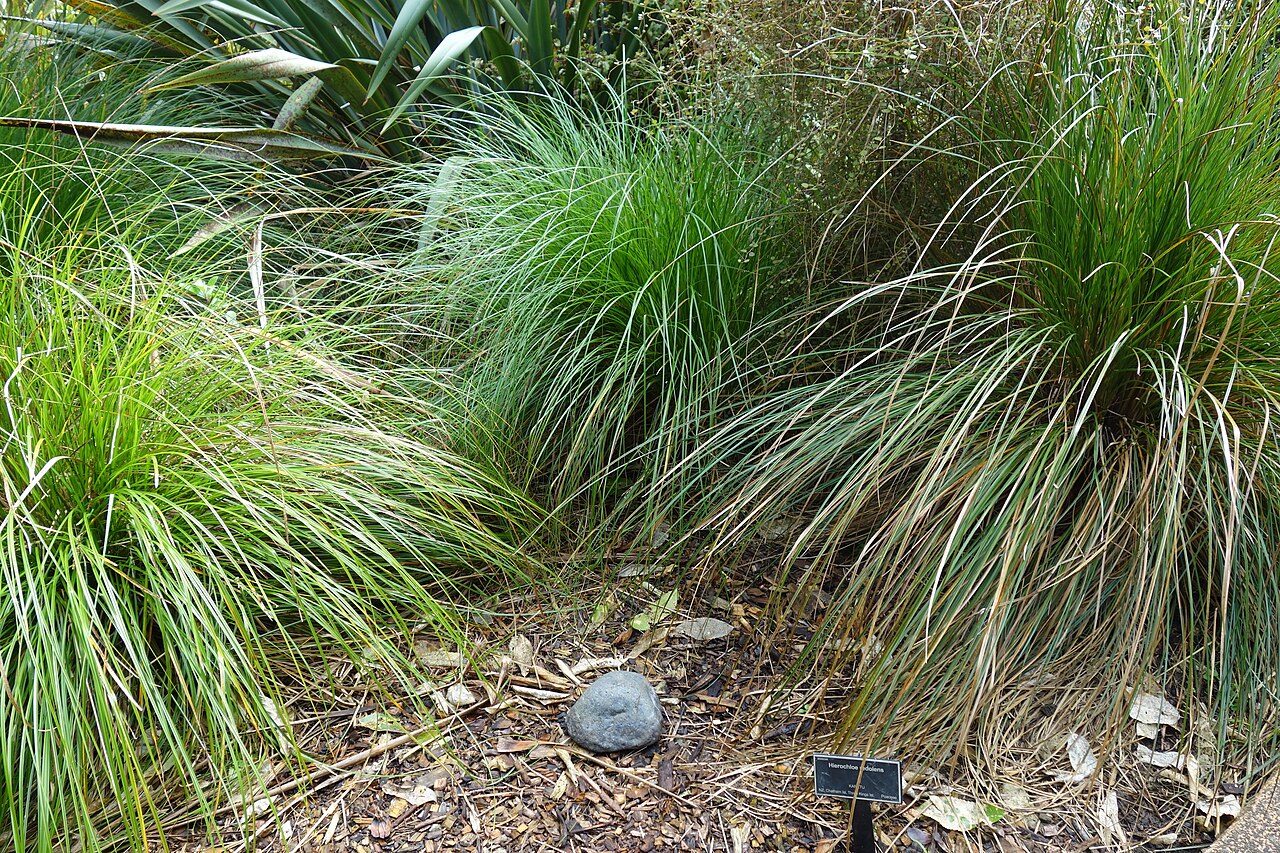 Anthoxanthum redolens: Specimen in the Auckland Botanic Gardens - Auckland, New Zealand.