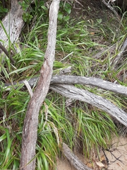 Anthoxanthum redolens (Anthoxanthum redolens)