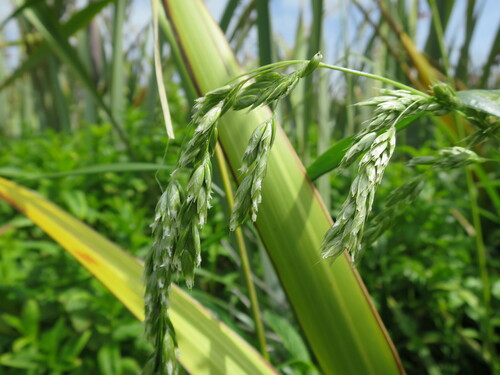 Anthoxanthum redolens (Anthoxanthum redolens)