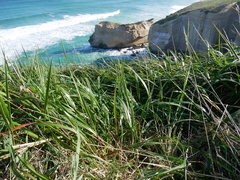 Anthoxanthum redolens (Anthoxanthum redolens)