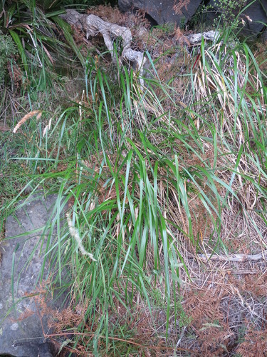 Anthoxanthum redolens (Anthoxanthum redolens)