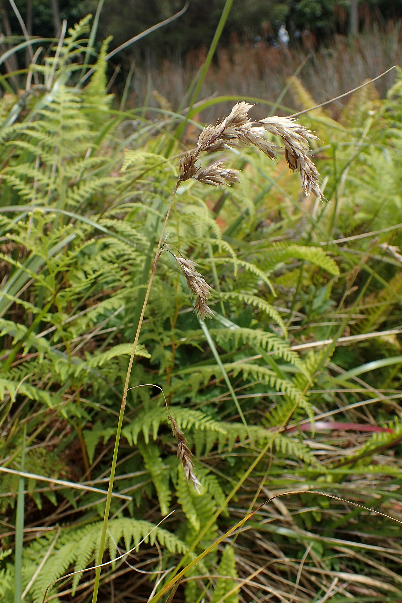 Anthoxanthum redolens: Hierochloe redolens in Auckland Botanic Gardens