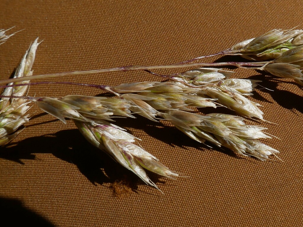 Anthoxanthum redolens (Anthoxanthum redolens)