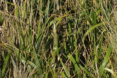 Anthoxanthum redolens (Anthoxanthum redolens)