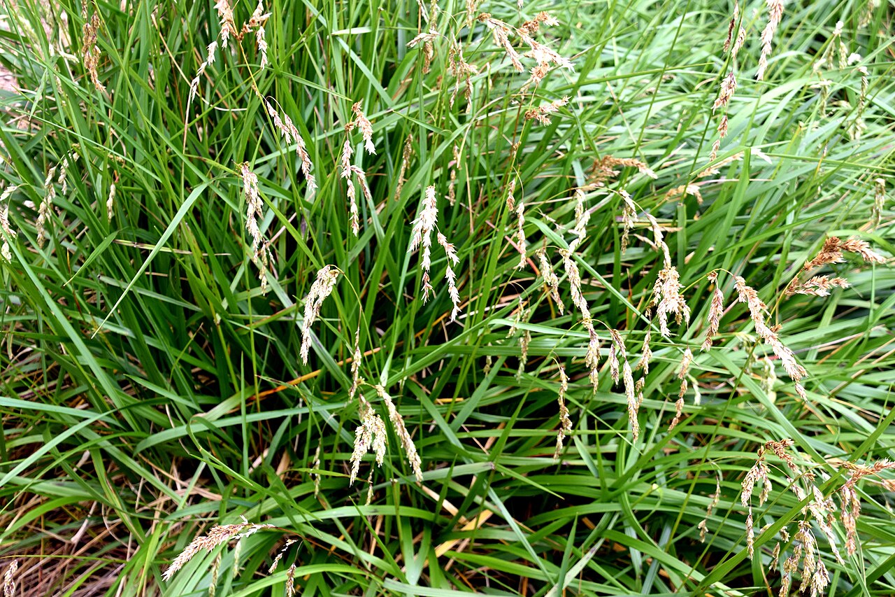 Anthoxanthum redolens: Hierochloe redolens in Auckland Botanic Gardens, Manurewa, South Auckland, New Zealand