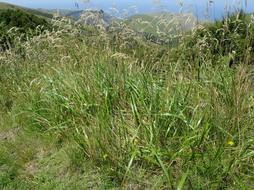 Anthoxanthum redolens (Anthoxanthum redolens)