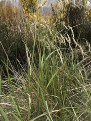 Anthoxanthum redolens (Anthoxanthum redolens)