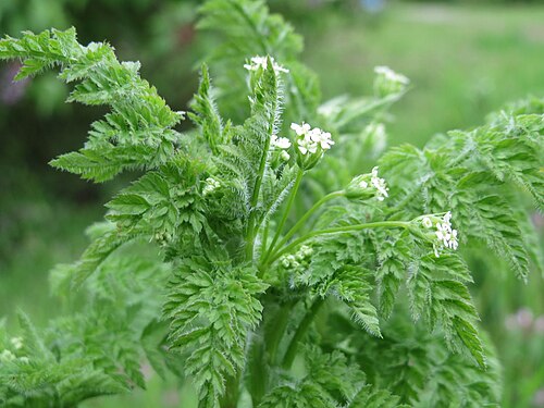 Garden chervil: Echter Kerbel ( Anthriscus cerefolium ) in Hockenheim