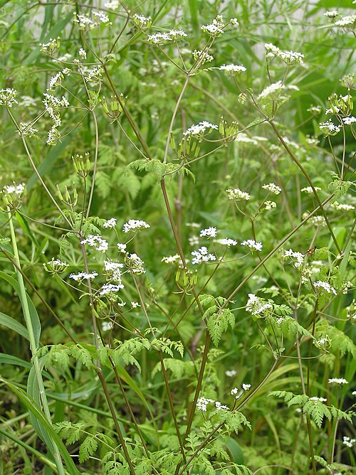 Garden chervil: Anthriscus cerefolium subsp. trichosperma, Mikulov, Southern Moravia, Czech Republic