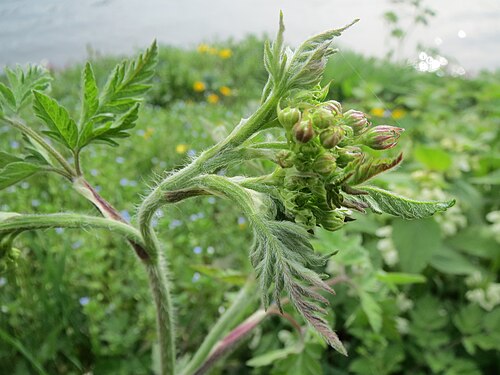Garden chervil: Echter Kerbel ( Anthriscus cerefolium ) am Staden in Saarbrücken