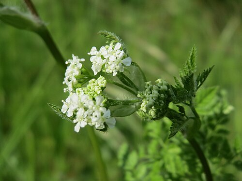 Garden chervil: Echter Kerbel ( Anthriscus cerefolium ) am Kraichbach bei Hockenheim