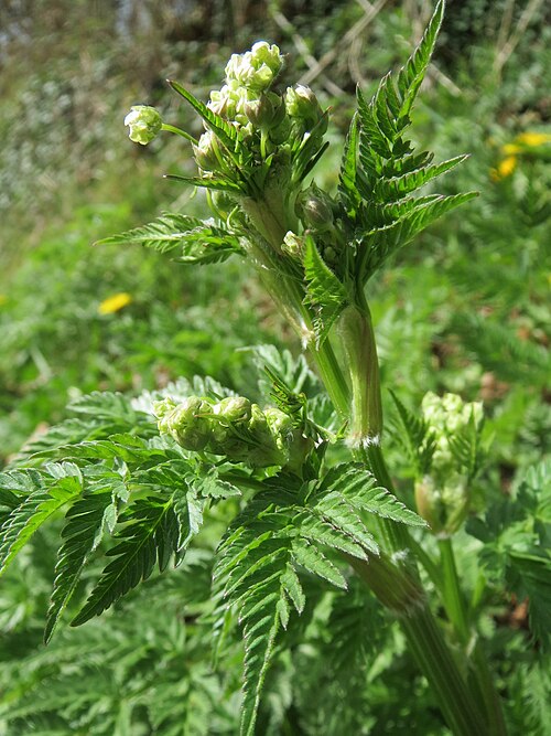 Garden chervil: Echter Kerbel ( Anthriscus cerefolium ) im Simbachtal