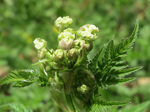 Garden chervil: Echter Kerbel ( Anthriscus cerefolium ) im Simbachtal