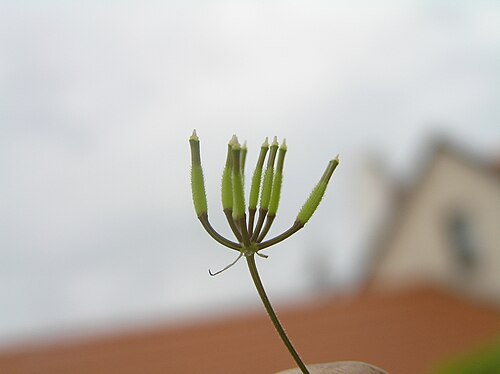 Garden chervil: Anthriscus cerefolium subsp. trichosperma, Miulov, Southern Moravia, Czech Republic