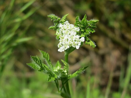 Garden chervil: Echter Kerbel ( Anthriscus cerefolium ) am Kraichbach bei Hockenheim