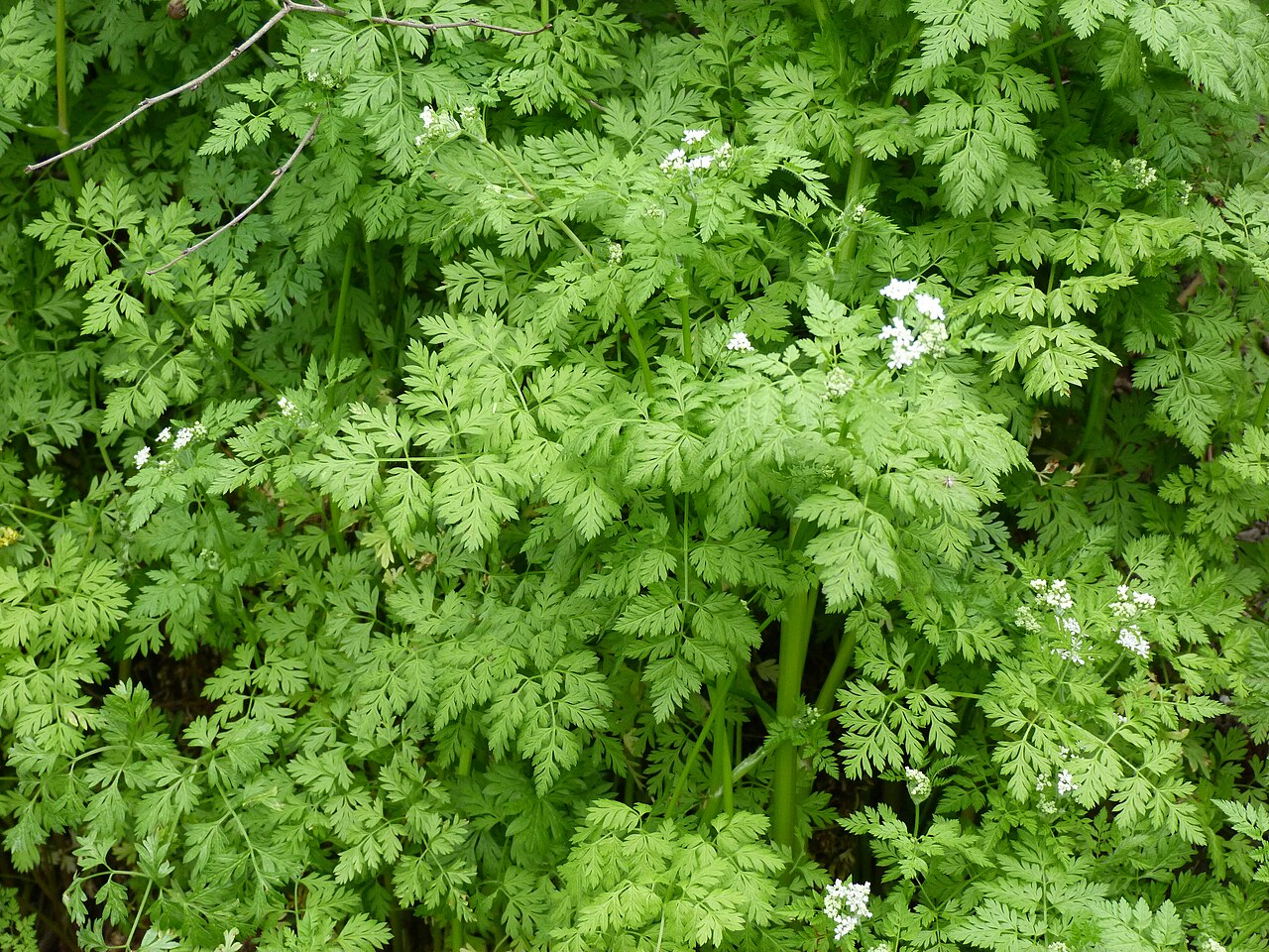 Garden chervil: Zamatos turbolya, Anthriscus cerefolium.