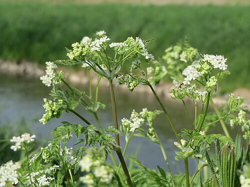 Garden chervil: Echter Kerbel ( Anthriscus cerefolium ) am Kraichbach bei Hockenheim