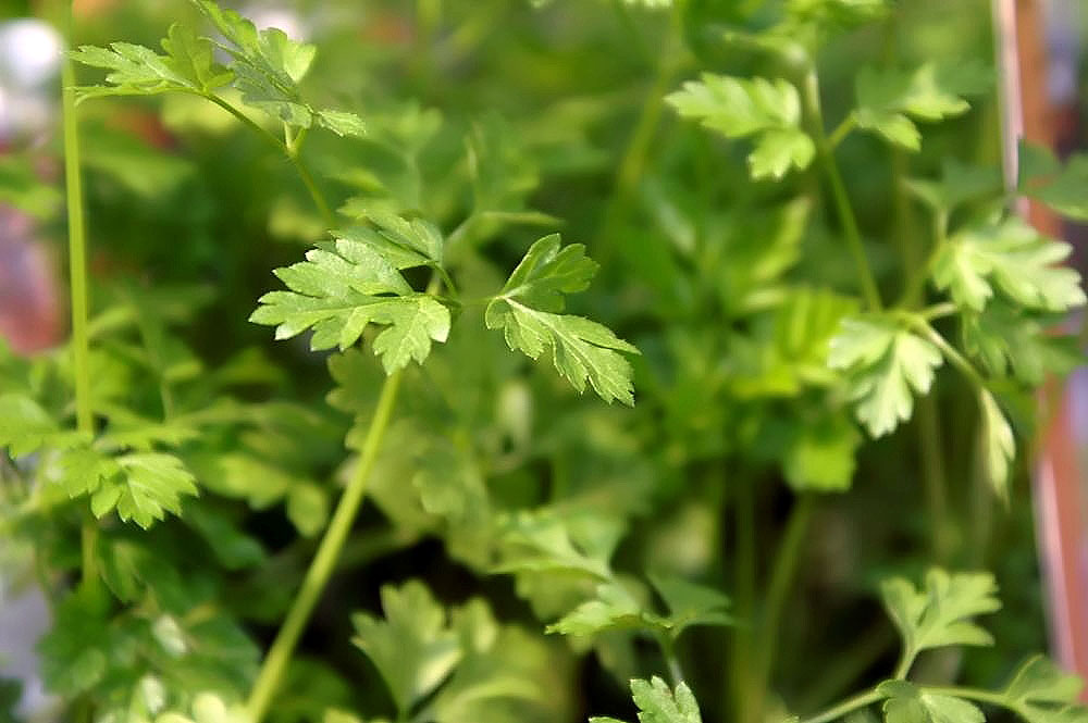 Garden chervil: Location taken: American Plant Food Company, 7405 River Road, Bethesda MD.. Names: Anthriscus cerefolium (L.) Hoffm., Aed harakputk, Aed-Harakputk, Anthriskos,