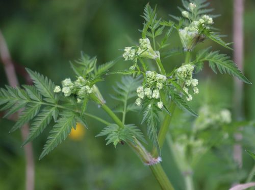 Cow parsley (Anthriscus sylvestris)